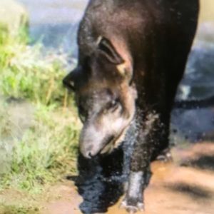 Meet your Posher, Tabitha